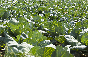 Image showing green cabbage