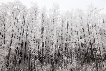 Image showing Winter forest, frost