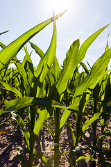 Image showing sun shining over corn