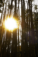 Image showing sun over bamboo