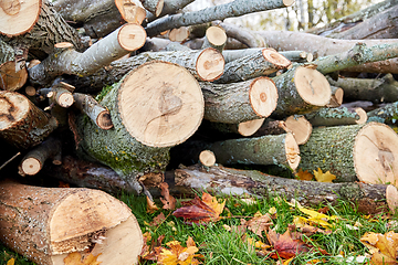 Image showing trunks of felled trees or logs outdoors in autumn