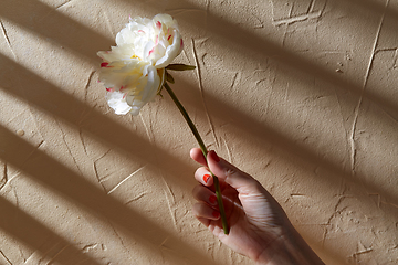 Image showing hand holding white flower over beige background