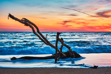 Image showing ld wood trunk snag in water at beach on beautiful sunset