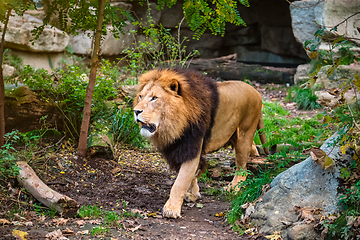 Image showing Lion in jungle forest in nature