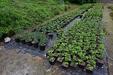 Image showing plant seedlings in plastic buckets outdoors