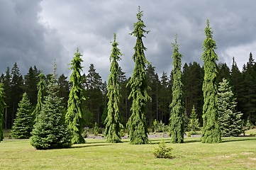 Image showing sunlit firs in the botanical garden