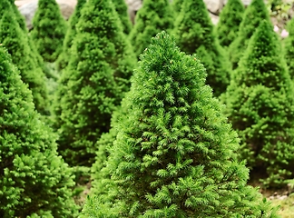 Image showing christmas fir trees in the arboretum 