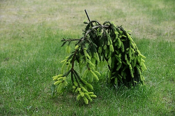 Image showing lone spruce leaning to the ground