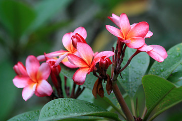 Image showing Frangipani (Plumeria)