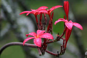 Image showing Frangipani (Plumeria)