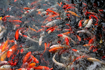 Image showing Koi