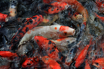 Image showing Koi