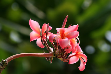 Image showing Frangipani (Plumeria)