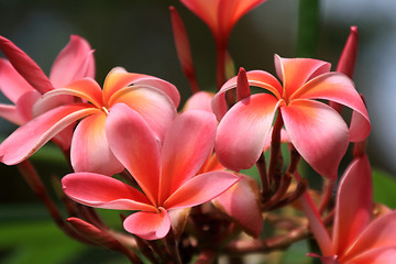 Image showing Frangipani (Plumeria)