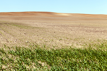 Image showing green sprouts of wheat