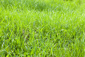 Image showing green thin grass