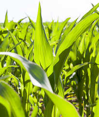 Image showing green corn plants
