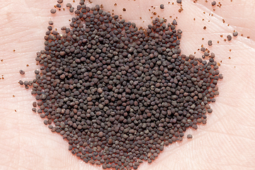 Image showing black ripe dry poppy seeds