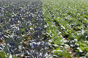 Image showing green and purple cabbage