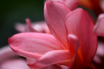 Image showing Frangipani (Plumeria)