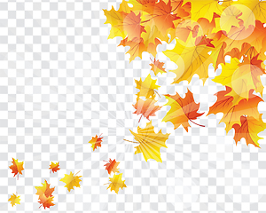 Image showing Maple leaves on transparency grid