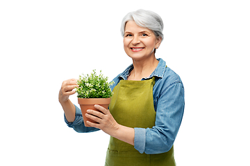 Image showing smiling senior woman in garden apron with flower