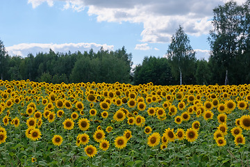 Image showing Ripe sunflower field in summertime