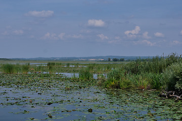 Image showing Druzno Lake in summer