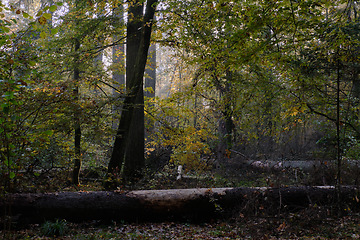 Image showing Sunbeam entering rich deciduous forest