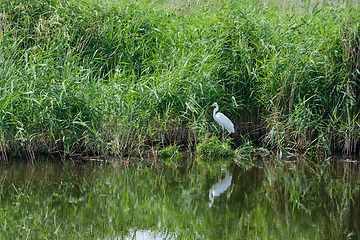 Image showing Great White Egret (Ardea alba) looking at camera