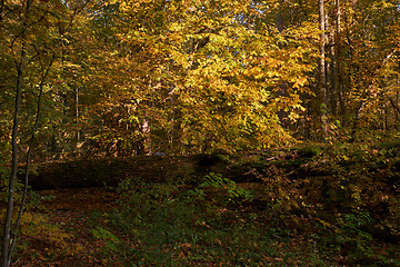 Image showing Autumnal deciduous primeval stand