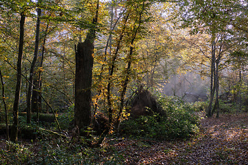 Image showing Sunbeam entering rich deciduous forest