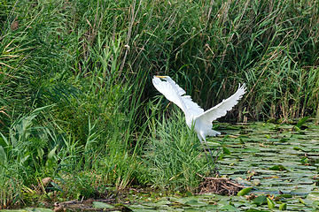 Image showing Great White Egret (Ardea alba) starting to fly