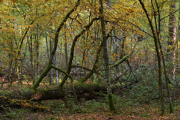 Image showing Autumnal deciduous primeval stand