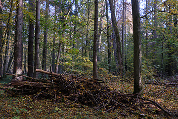 Image showing Stack of partly rotted branches