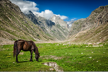 Image showing Horse grazing in Himalayas