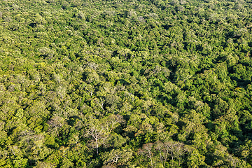 Image showing Aerial view of tropical forest