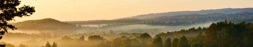 Image showing Forested mountain slope in low lying cloud with the evergreen conifers shrouded in mist in a scenic landscape view