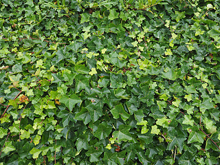 Image showing Ivy plant background