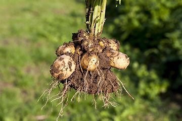 Image showing yellow potatoes