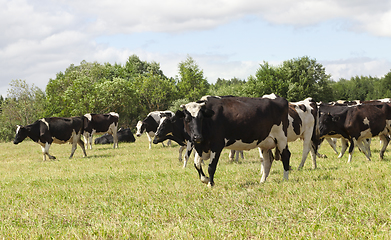 Image showing pastures of a cow