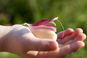 Image showing child holds garlic