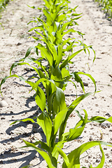 Image showing long rows of low young corn