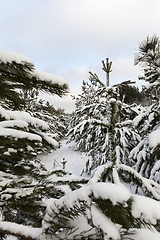 Image showing Forest in winter