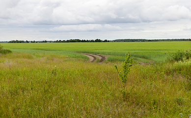 Image showing field with grass