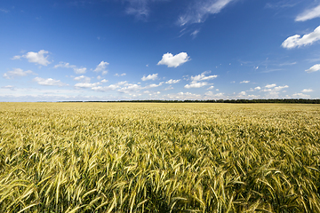 Image showing field with green rye