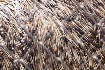 Image showing details of feather emus feathers