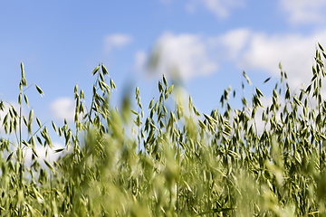 Image showing green young oat