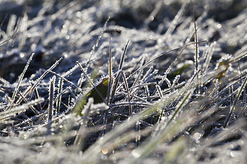 Image showing grass in winter