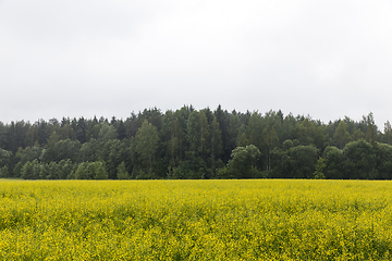 Image showing yellow rapeseed